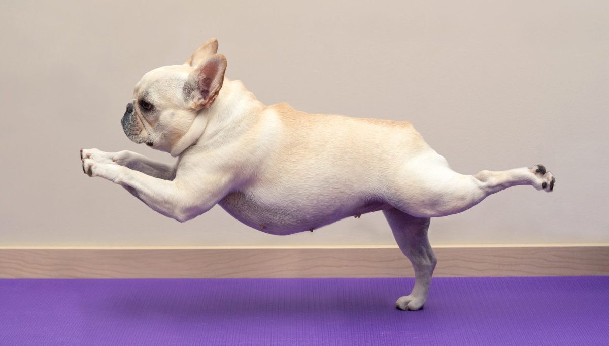 French bulldog doing yoga