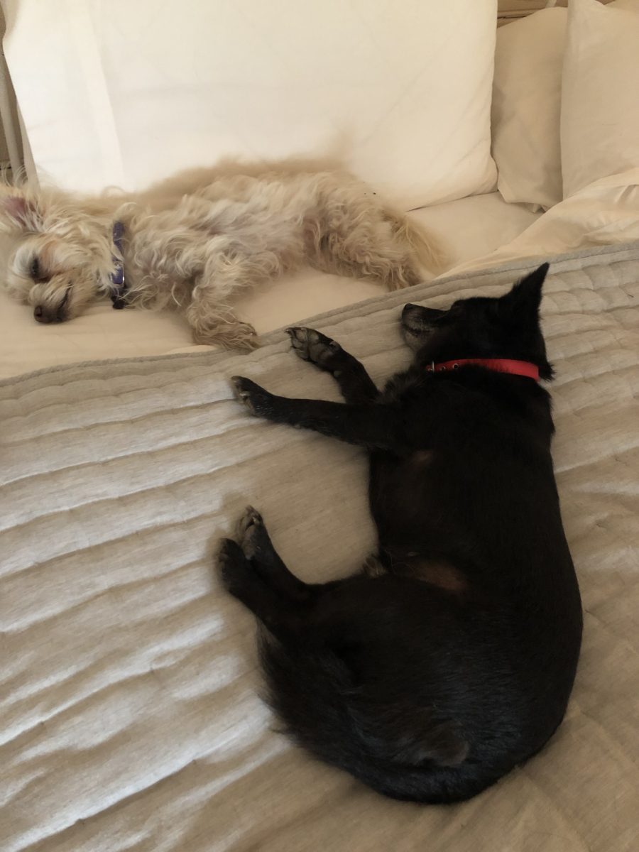 Two dogs sleeping on a bed