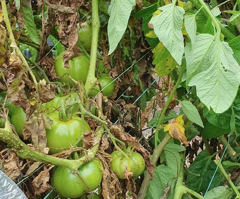 green tomatoes