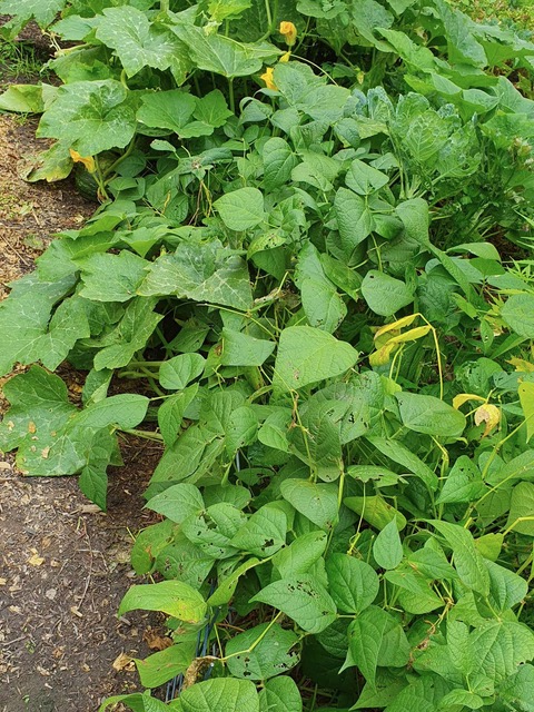 bean crop