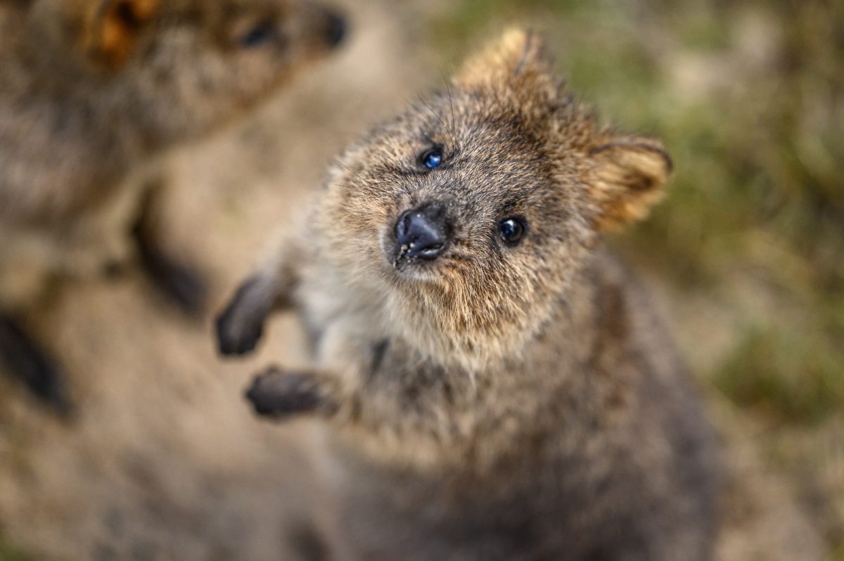 Featherdale Sydney Wildlife Park