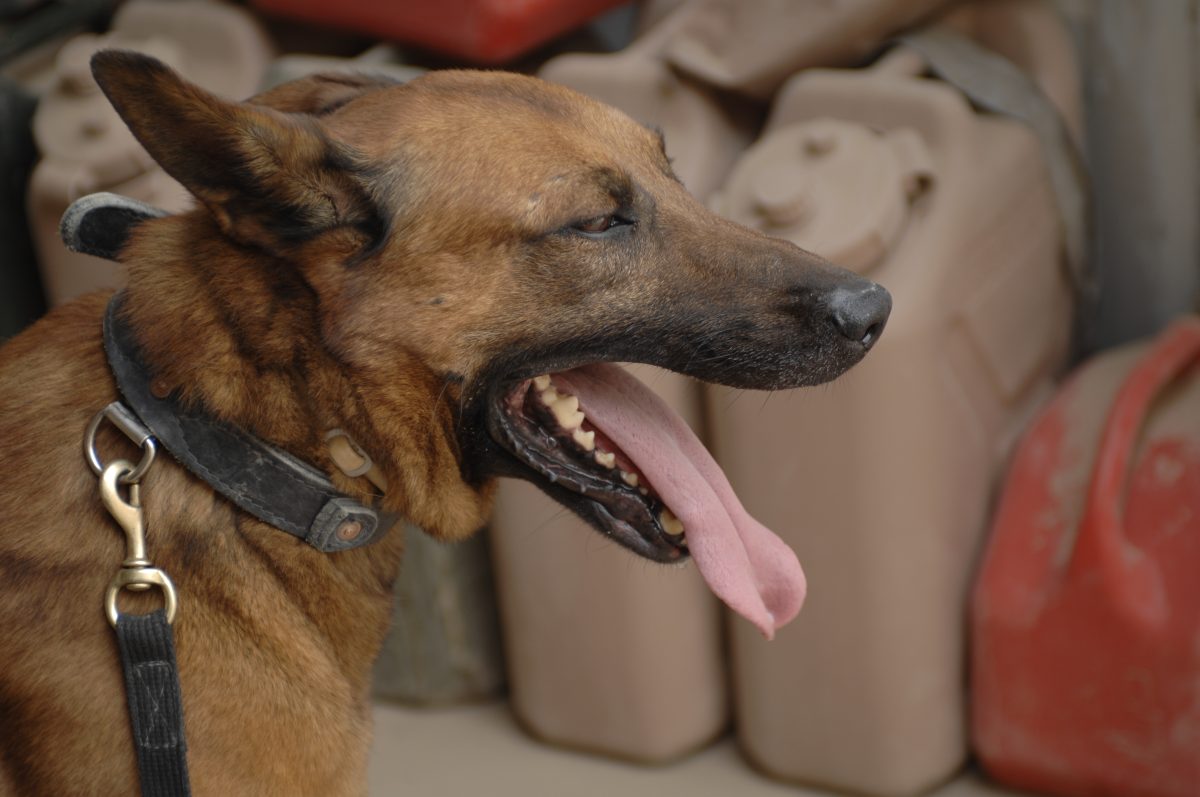 Beligan Malinois dog with tongue out