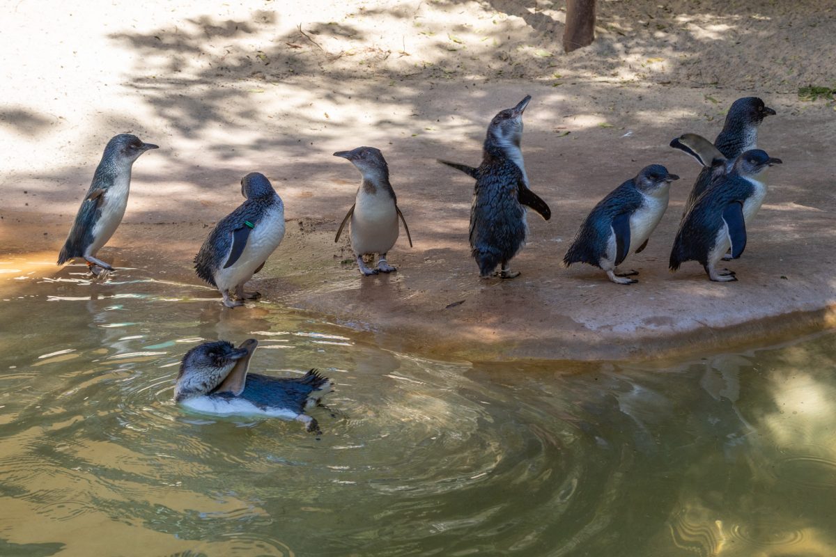 Fairy penguins