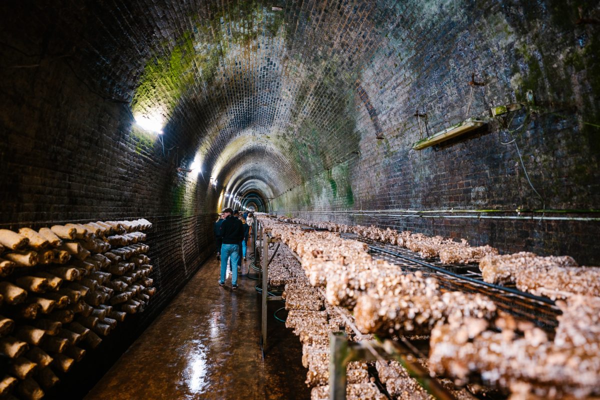Mushrooms growing in a tunnel.