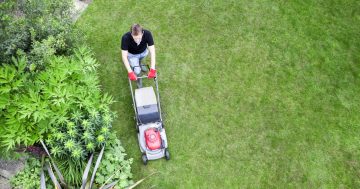 Step aside, triffids - I've lost my husband to the lawn