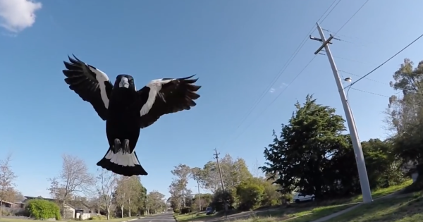 Magpies are evil, rotten, malevolent, dead-eyed bastards. Fact check: true