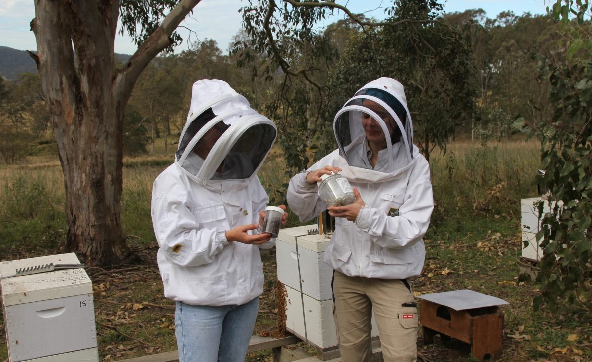 Field teams from NSW DPI and Local Land Services have been testing hives within the surveillance zones to help eradicate varroa mite. 