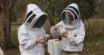 Varroa mite management plan gets the thumbs up now that eradication is no longer possible