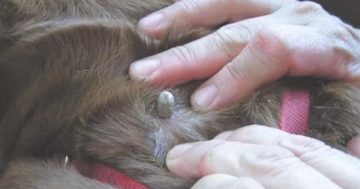 Vets see pets dying from ticks as season starts early