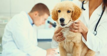 Rare infection kills four dogs - vaccination encouraged in the Illawarra