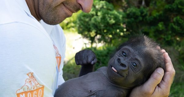 The drama is real in the Mogo Wildlife Park gorilla enclosure
