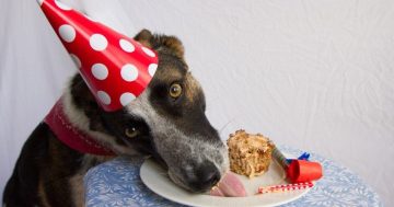 Another birthday, dog-gone it. May as well just let us eat cake