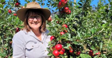 Illawarra's last apple orchard is ripe for growth with fresh plans for the business's future