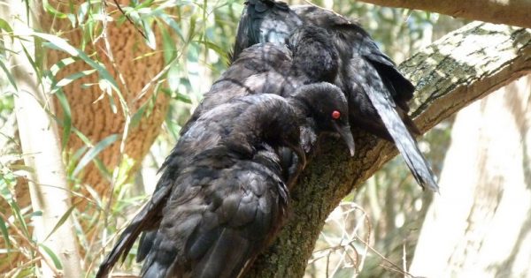 Across southeastern Australia, choughs are sociable, cheery kidnappers (and mulch marauders)