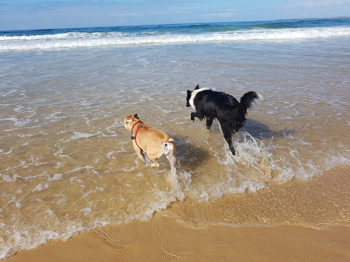 Dogs in the water at the beach