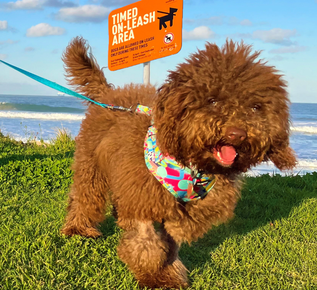 Fluffy dog on Thirroul Beach