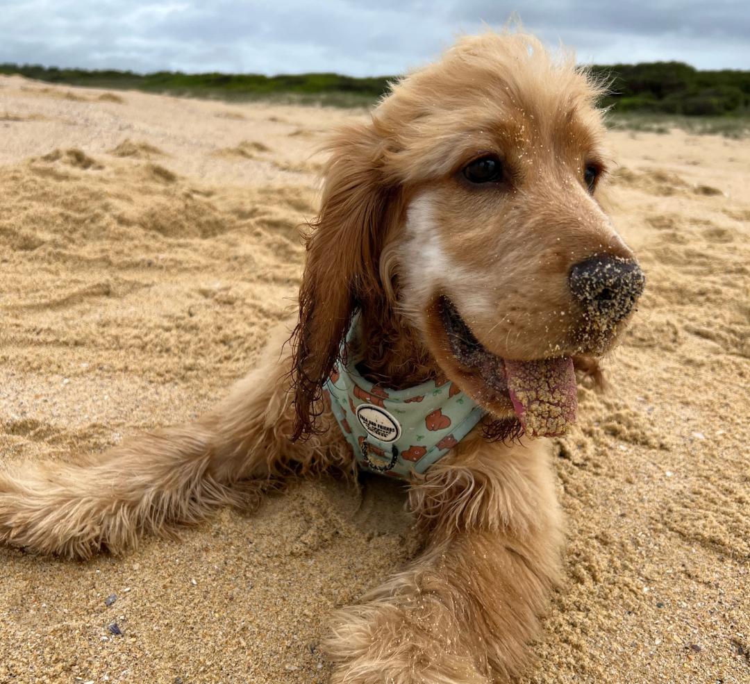 Dog on the beach