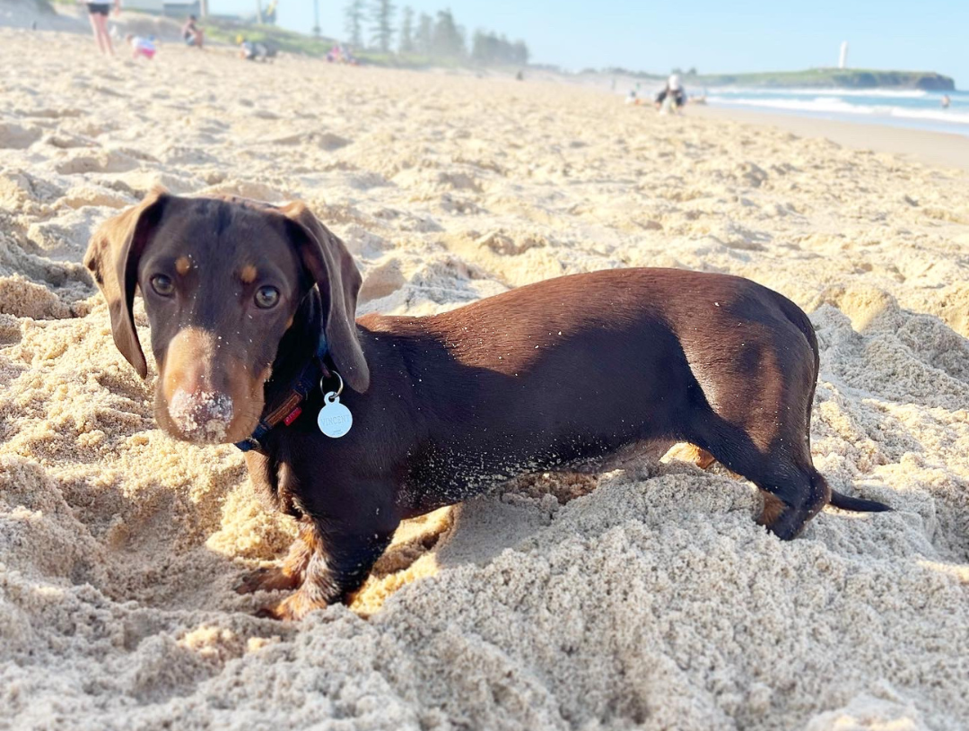 Dachshund on Coniston Beach 