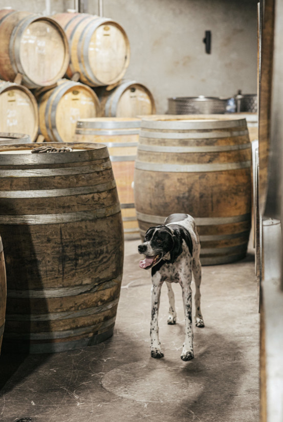 dog in winery