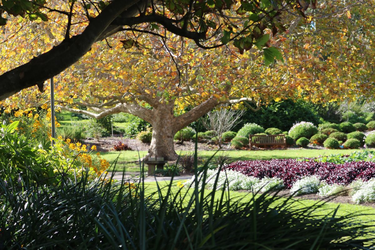 Autumnal tones in Wollongong Botanic Garden