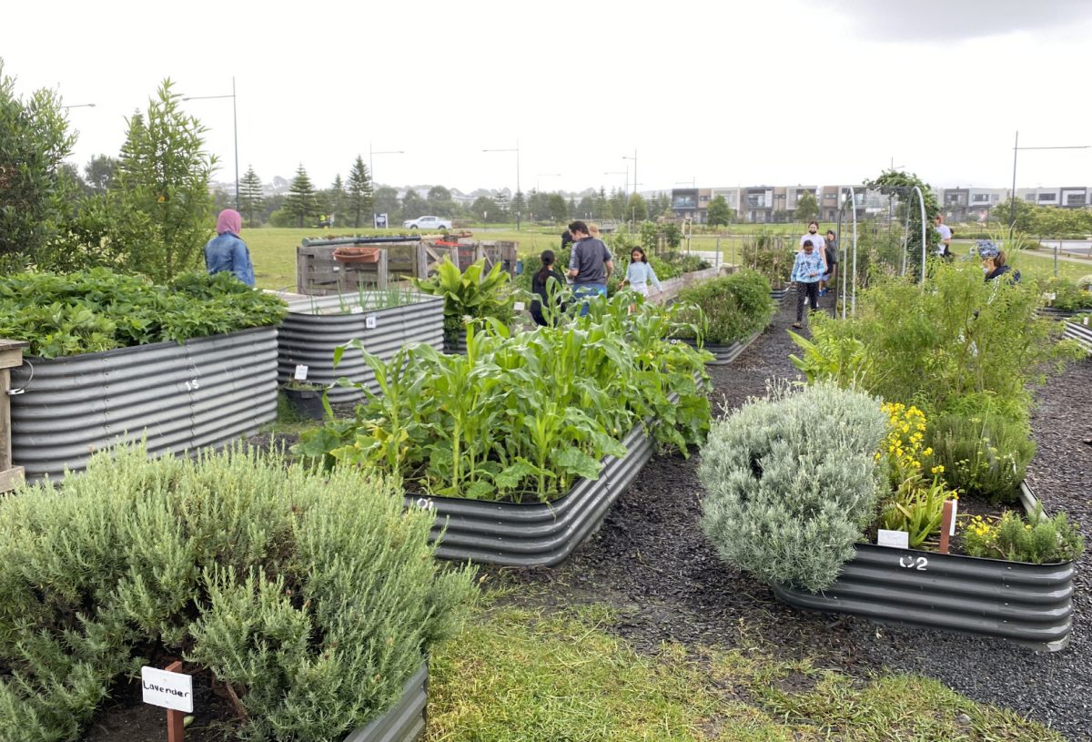 People in a community garden