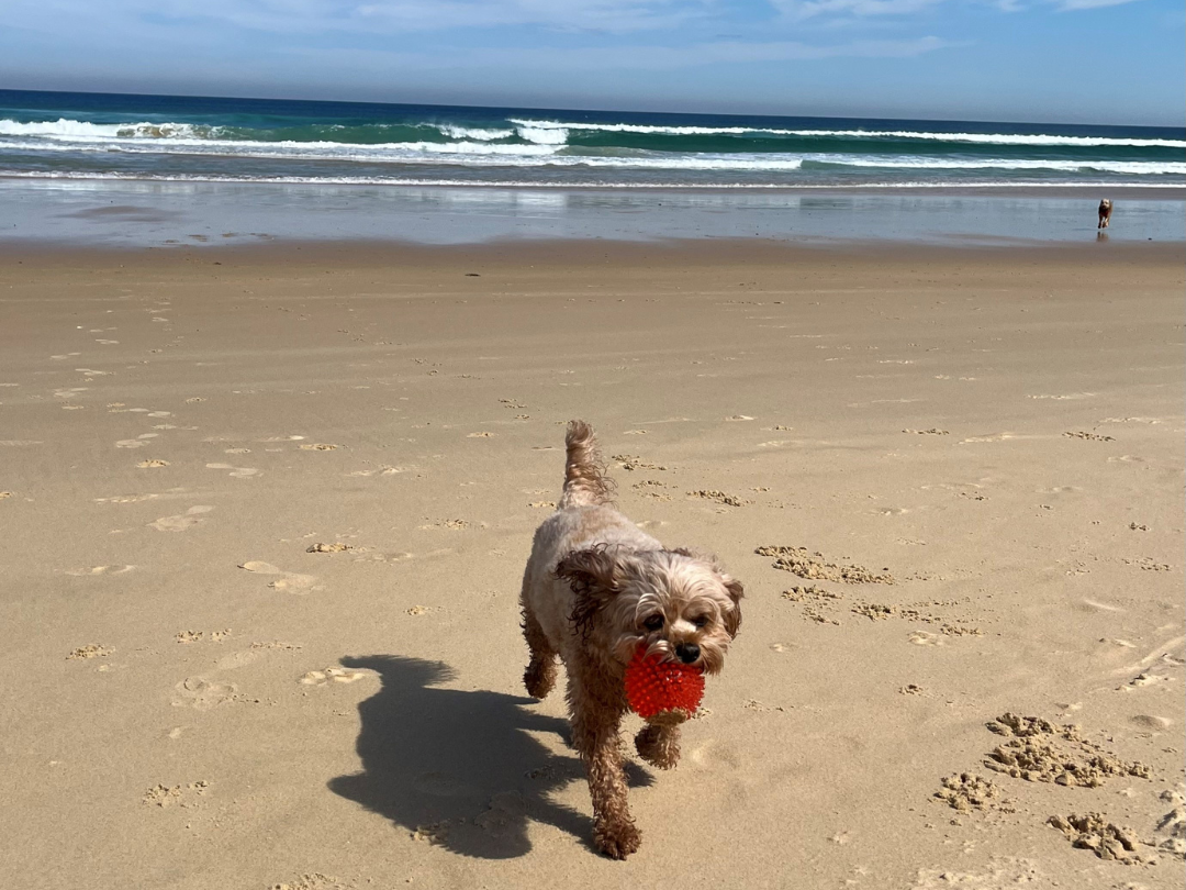 Dog on Wollongong Beach