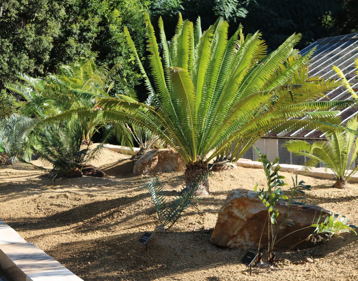 Cycads