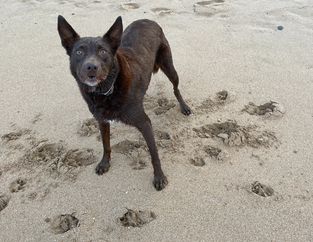 Dog on Fairy Meadow Beach