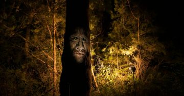 'Where the impossible appears right before their eyes' - Shellharbour's Blackbutt Forest to host The Enchanted Forest