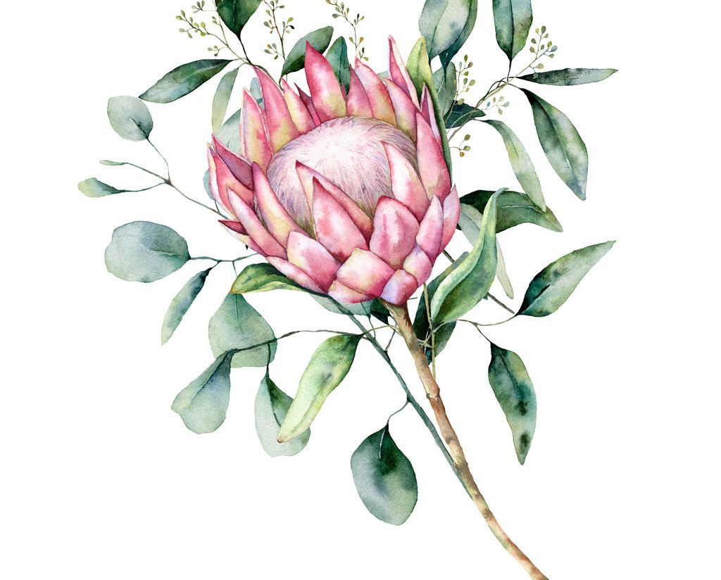 Watercolour protea