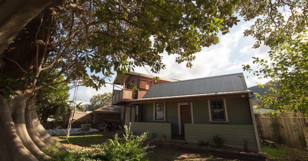 How Thirroul's iconic century-old fig tree inspired architectural innovation