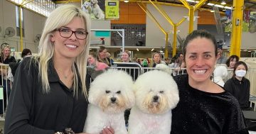 Pretty pooches get the royal treatment as Yallah groomers bring home ribbons