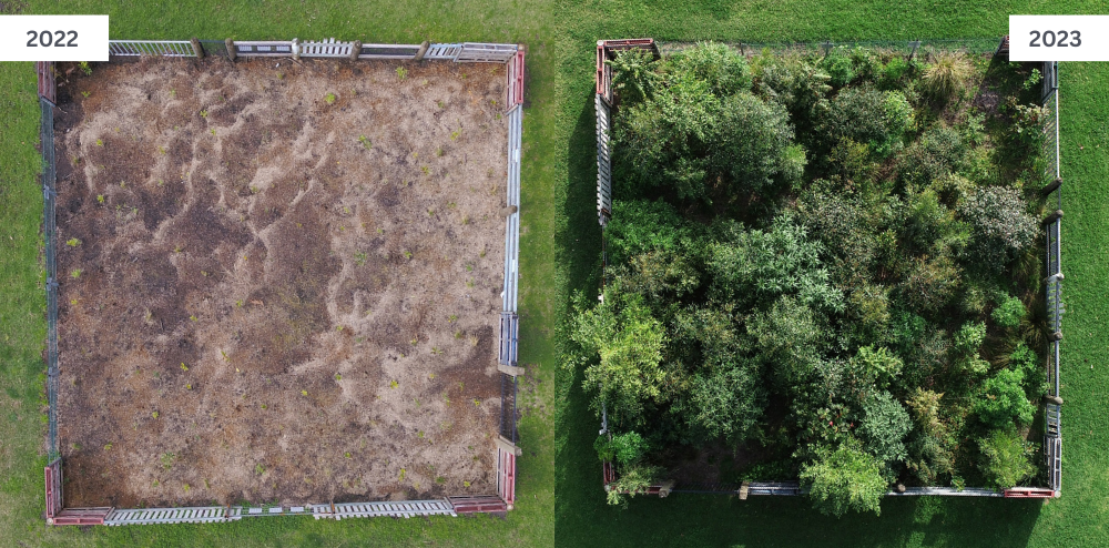 Aerial comparison - Tiny Forest Tarrawanna