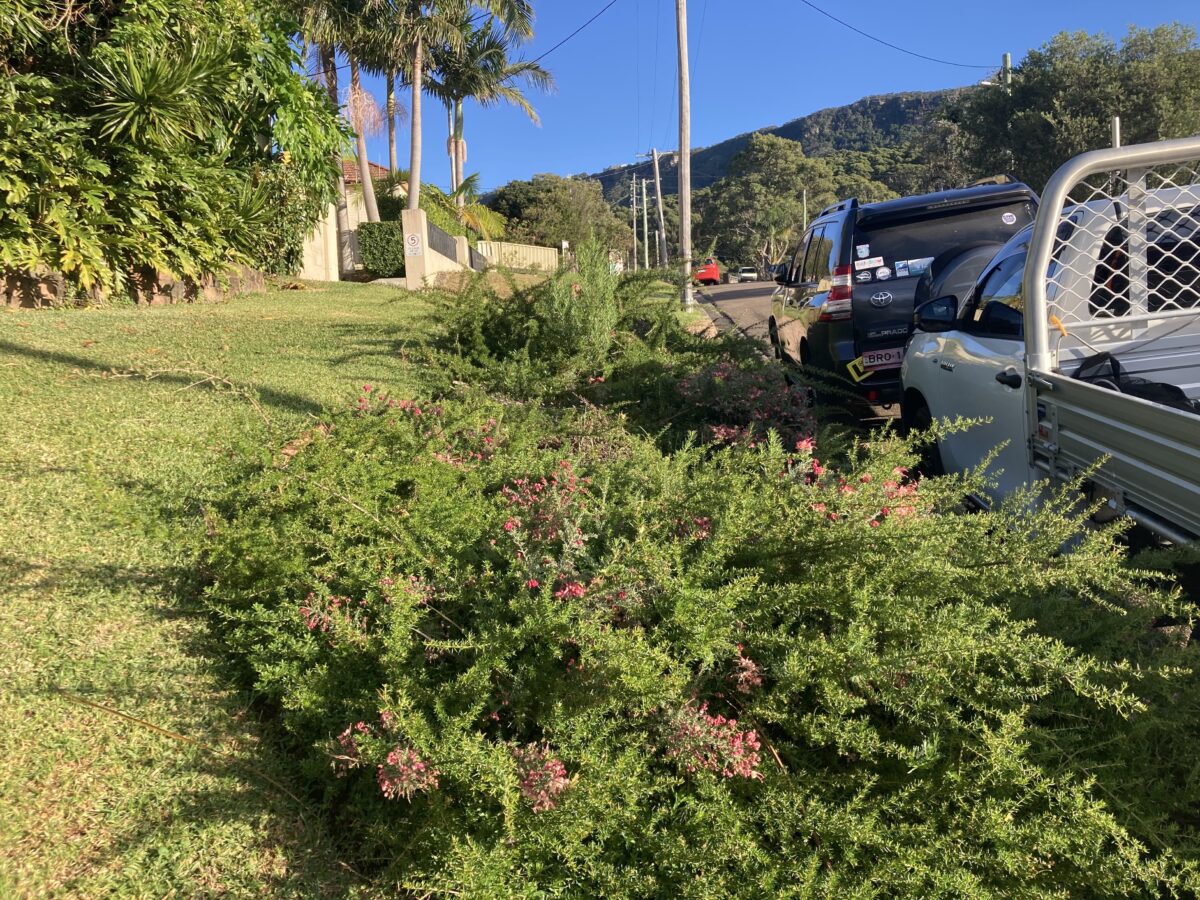 Verge garden in Austinmer