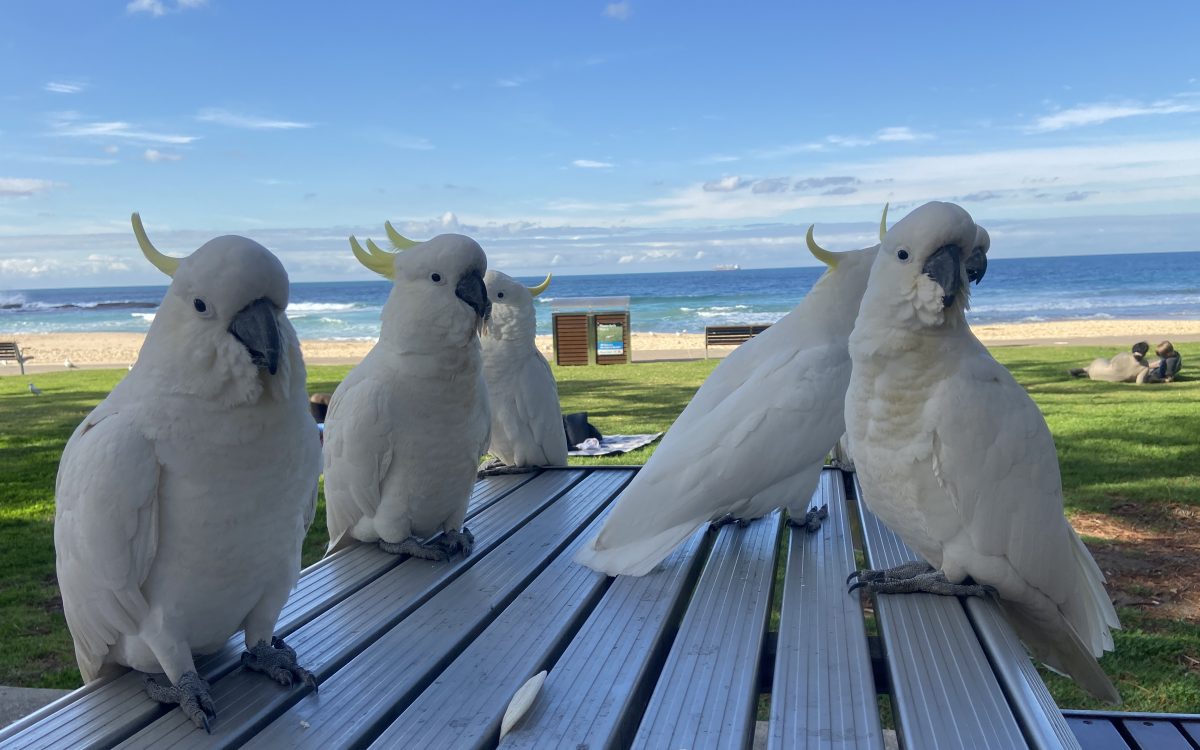 Cockatoos on Austinmer Beach