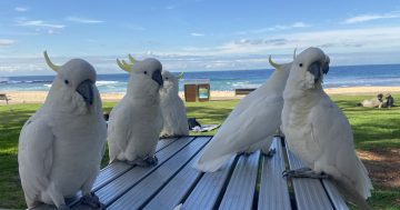 Cockatoo soup, jelly salad and lorikeet stew - hungry Illawarrans have a history of winging it
