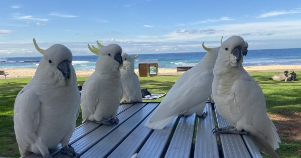 Cockatoo soup, jelly salad and lorikeet stew - hungry Illawarrans have a history of winging it