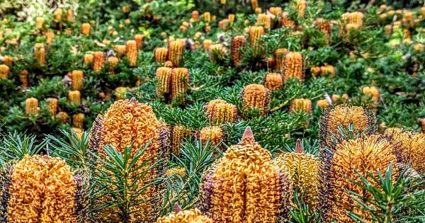 From humble beginnings, Illawarra Grevillea Park blooms into beauty