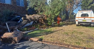 Damaging winds cut power, bring trees down on cars, buildings in the Illawarra