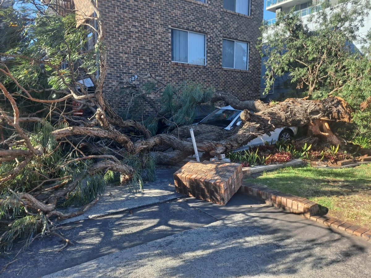 car crushed by fallen branches