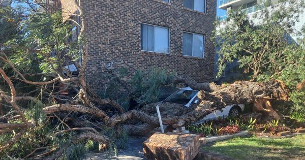 Wild winds cause chaos across Illawarra as SES crews tackle fallen trees, power lines