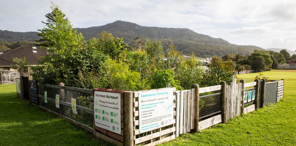 Small forest area with escarpment in the background