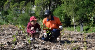 6400 new trees for Wollongong, thanks to efforts of young 'green' poets