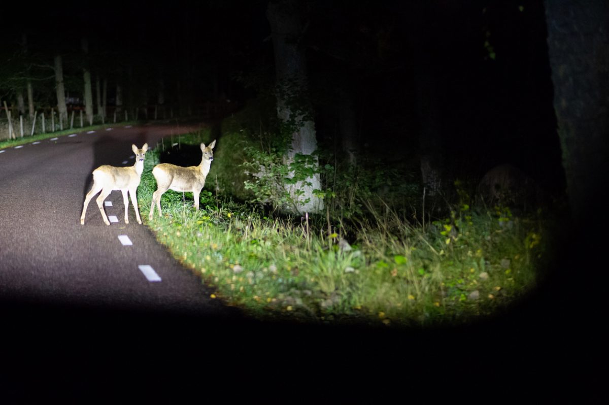 deer standing in road in the dark lit by car headlights