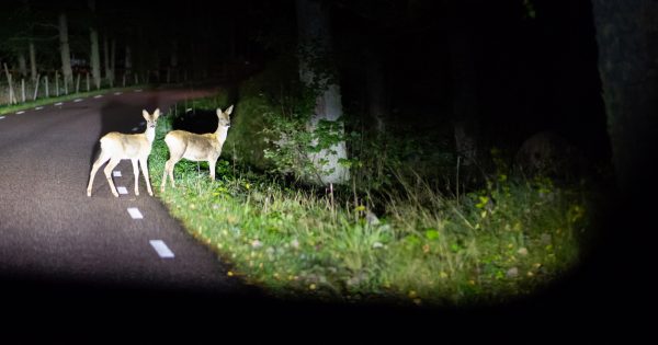 Oh deer! Illawarra residents warned to watch out during rutting season as council reviews pest policy