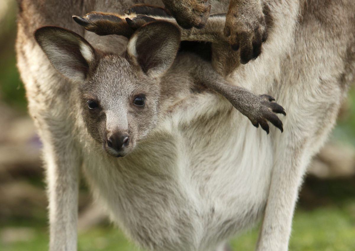 A bay joey peeks out of its mothers pouch