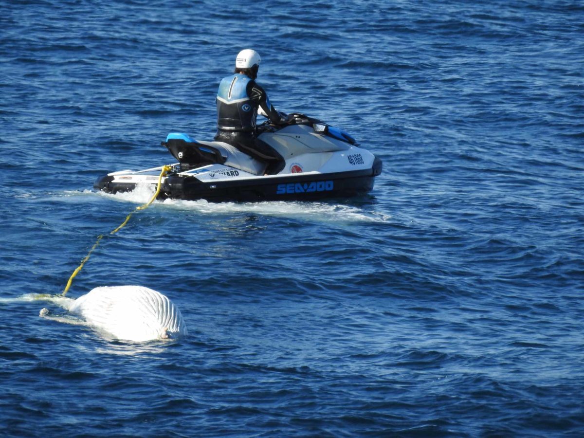 lifeguard on jetski moving whale carcass