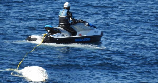 Whale carcass sparks multi-agency removal operation as fears another was caught in nearby nets