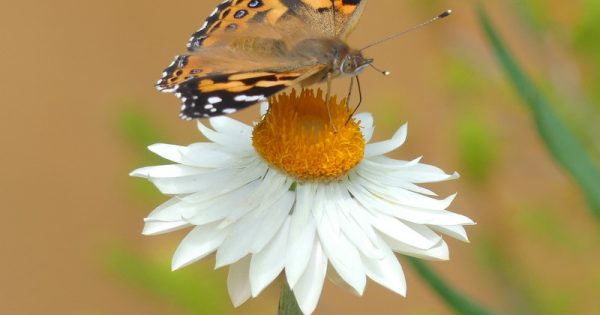 Daisies an everlasting pleasure in the bush – and your backyard