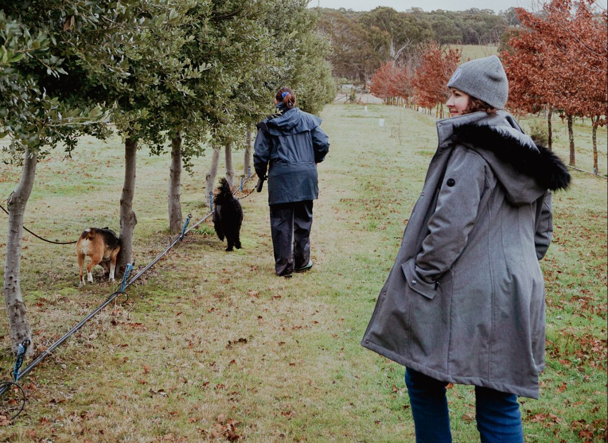 Two people and truffle sniffing dogs at truffle hunt in Golspie.